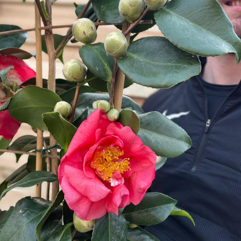 Kamelie auf Rahmen 'Cereixa de tollo' 5L (100cm)