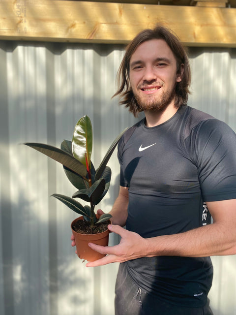 Ficus elastica Robusta (Gummifeige) 30-40 cm
