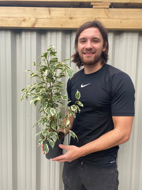 Ficus Benjamina variegated (Weeping Fig) 50-60cm