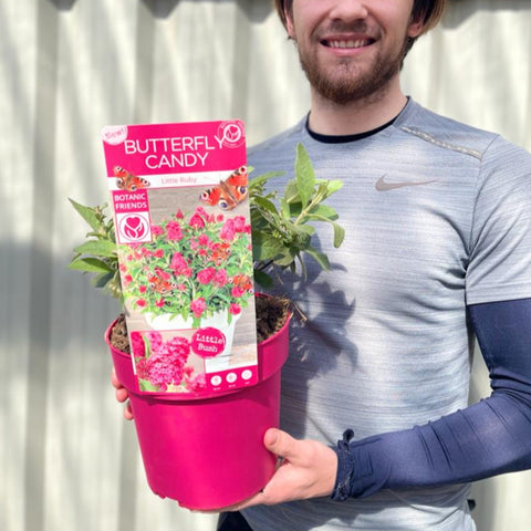 Buddleja Butterfly Candy 'Little Ruby' 9cm/1L/2L/3L