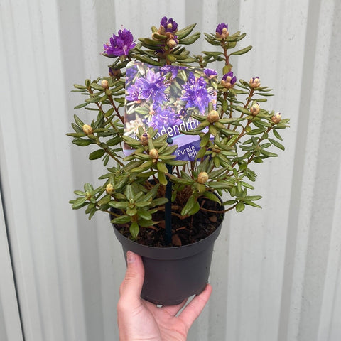 Zwerg-Rhododendron 'Purple Pillow' 1L