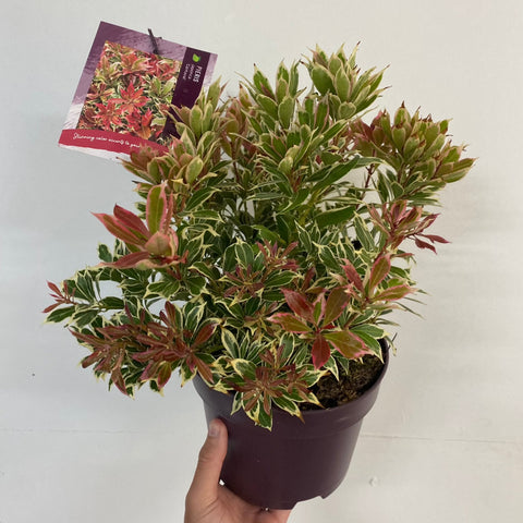 Pieris japonica Carnaval 1,5L