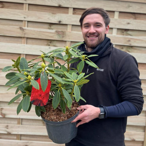 Rhododendron hybride 'Camparina' 5L