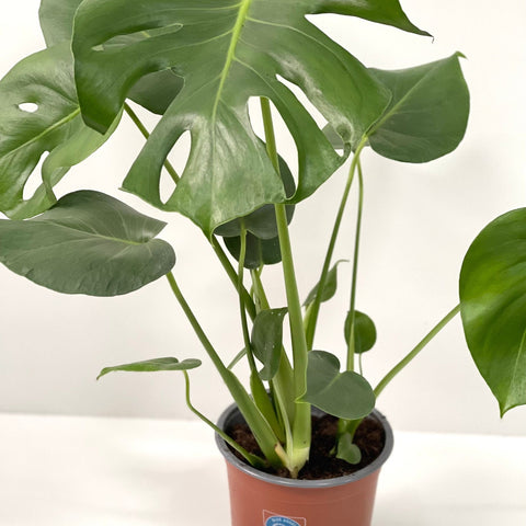 Monstera Deliciosa (fromage suisse) (50-60 cm)