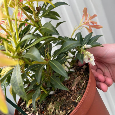Pieris japonica Forest Flame (2 Größen erhältlich)