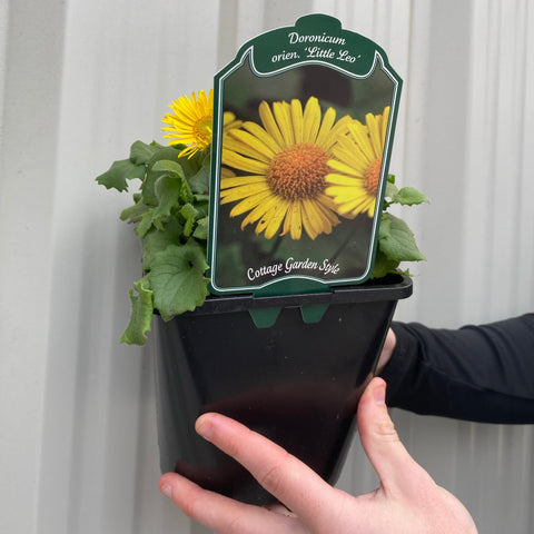 Doronicum caucasicum 'Little Leo' 2L