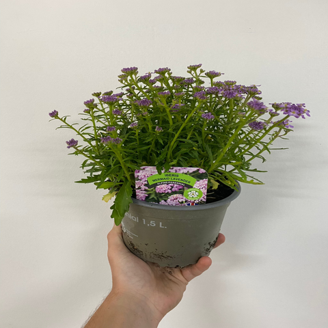 Iberis 'Mermaid Lavender' 9cm/1.5L