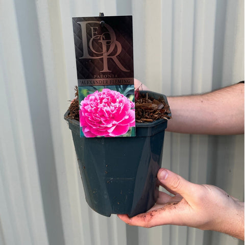 Peony 'Alexander Fleming' 1L