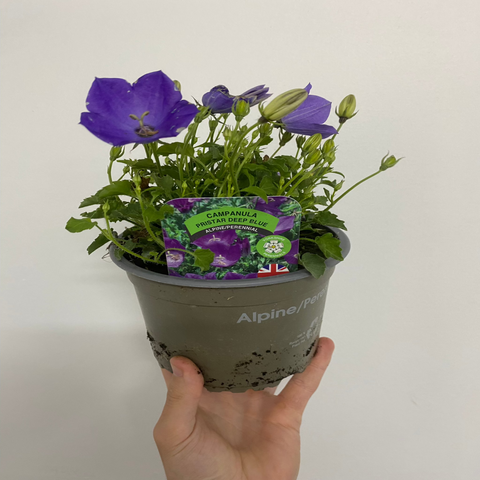 Campanula (Glockenblume) Pristar 'Deep Blue' 1,5L