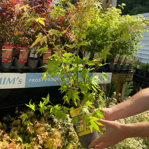 Acer palmatum 'Orange Dream' 10,5 cm / 2 l / 3 l / 10 l