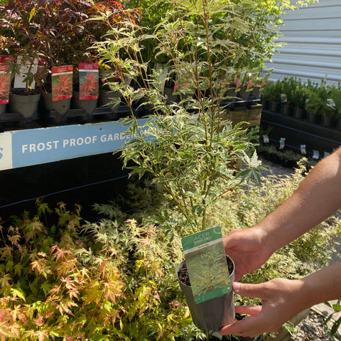 Acer palmatum 'Butterfly' 10,5 cm / 2 l / 3 l