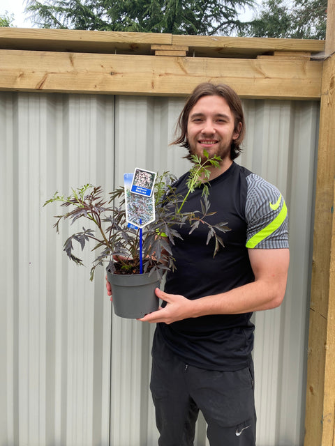Sambucus nygra 'Black Lace' 9cm / 2L