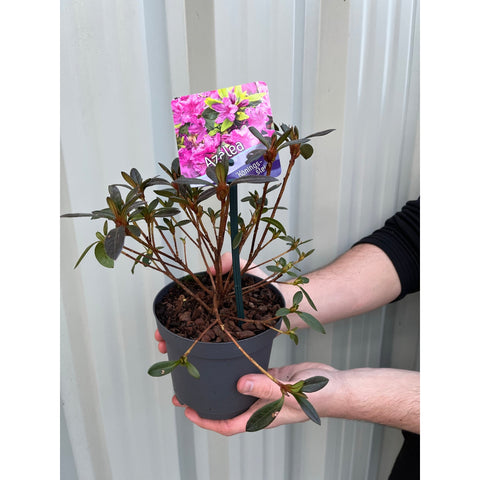 Azalea 'Koningstein' 1.5L