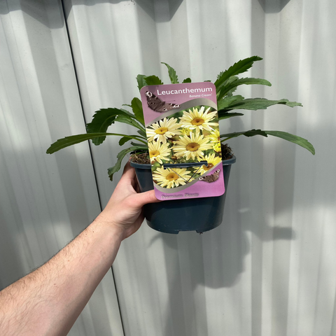 Leucanthemum 'Banana Cream' 2L