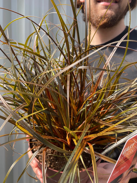 Uncinia 'Rubra', graminée ornementale 3L