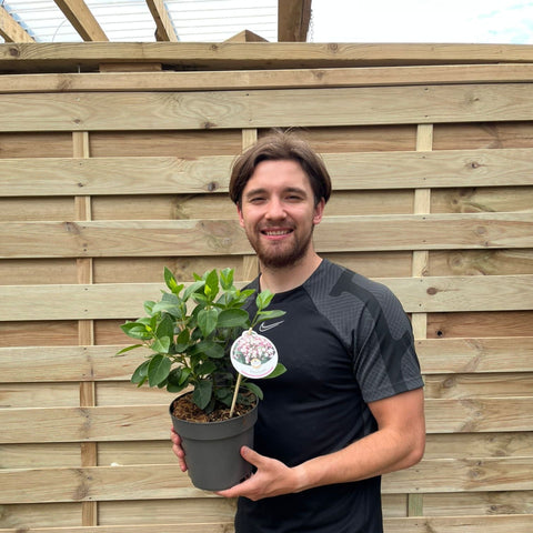 Viburnum tinus 2L / 5L