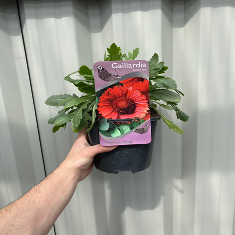 Gaillardia - Spintop Red (Fleur couverture) 2L