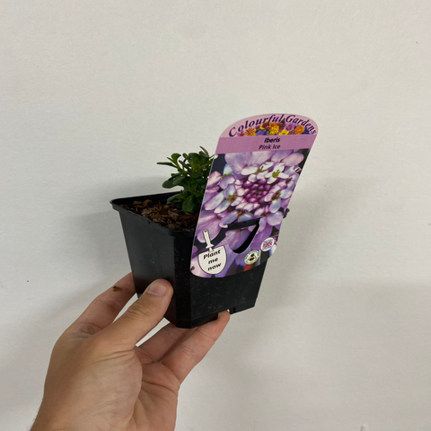Iberis 'Pink Ice' 9 cm / 2 l