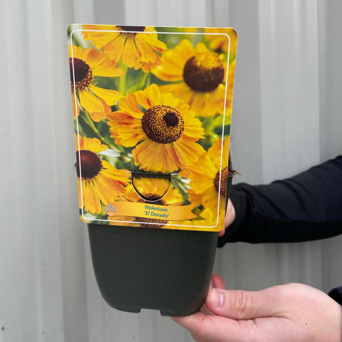 Helenium 'El Dorado' 1,5 l