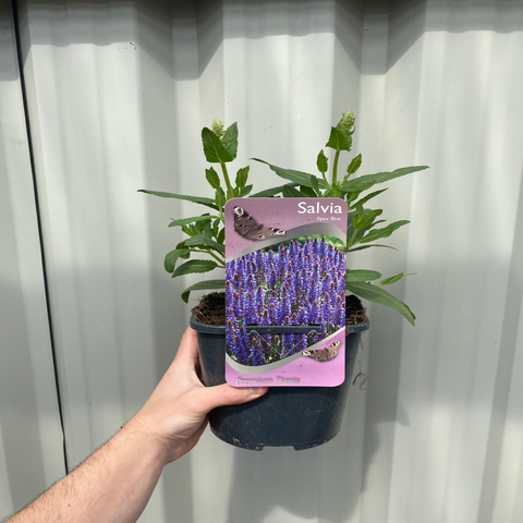 Salvia - Apex Blue 2L