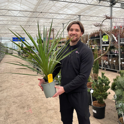 Cordyline australis Peko - Verte (3 tailles disponibles)