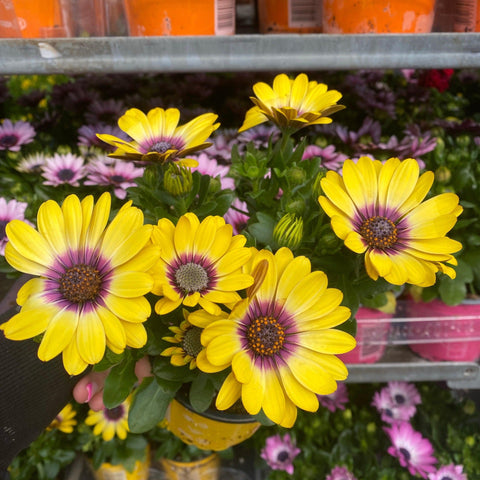Osteospermum (Cape/African Daisy) 12cm Pot