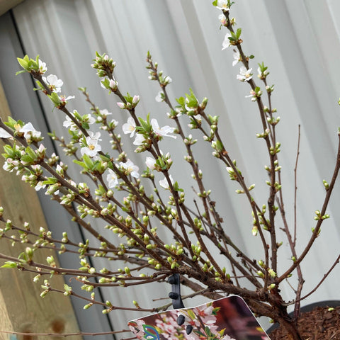 Prunus Ornamental Flowering Cherry Blossom Shrub - Tomentosa