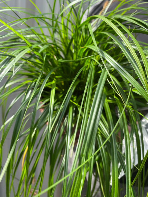 Carex oshimensis 'Intense Green' 2L