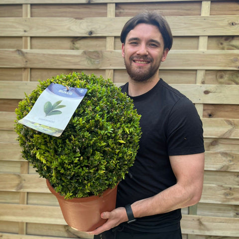 Buchsbaum/Formschnittball (Buxus sempervirens)