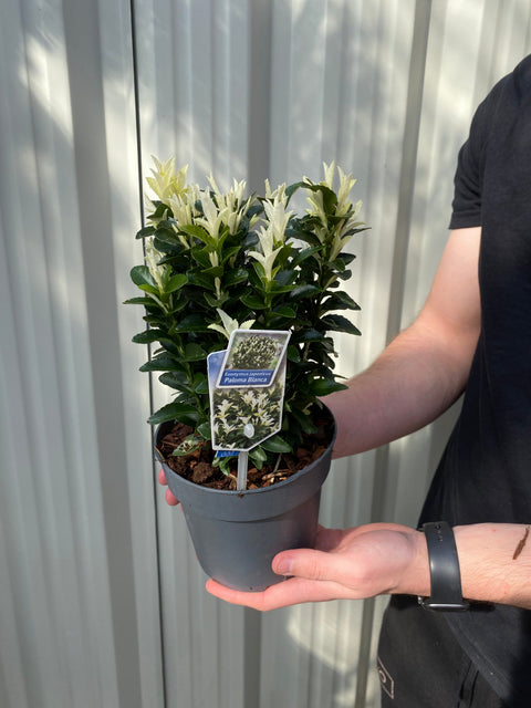 Euonymus fortunei 'Paloma Blanca' 9cm/1.5L/2L/5L (Multibuy Offers Available)