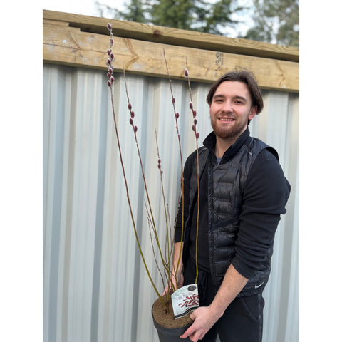 Salix gracilistyla 'Mount Aso' Shrub - Pussy Willow (I am Red Cat) 3L