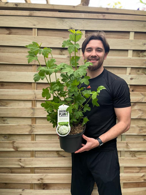 Viburnum opulus 'Roseum' (Schneeball) 9cm / 2L / 5L