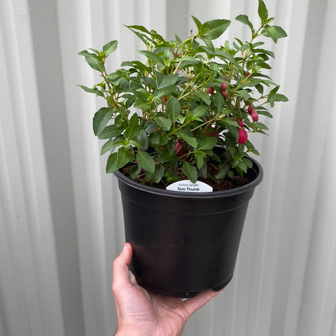 Winterhartes Fuchsia | Lost Label | 2L/3L