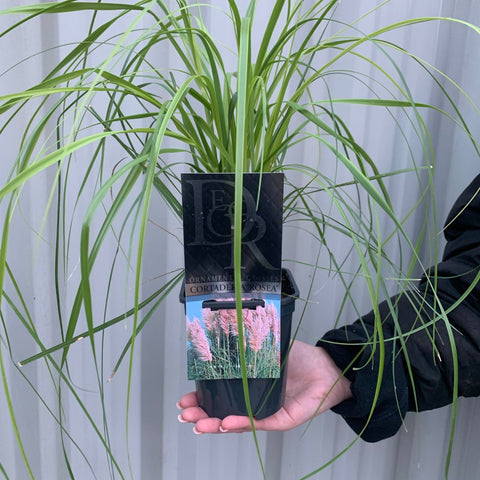 Cortaderia selloana Pink Pampas Grass 9cm/1L/2L/4L