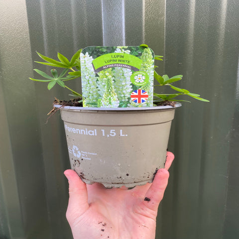 Lupine 'Gallery White' 9 cm / 2 l 