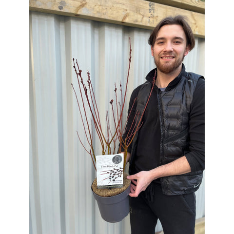 Salix gracilistyla 'Mount Aso' - Saule marsault (Je suis un chat noir) 3L