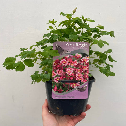 Aquilegia earlybird - Rot/Weiß 2L