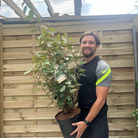 Elaeagnus x ebbingei Compacta (Multibuy Offers Available)