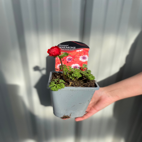 Anémone coronaria Harmony Double Scarlet 1L