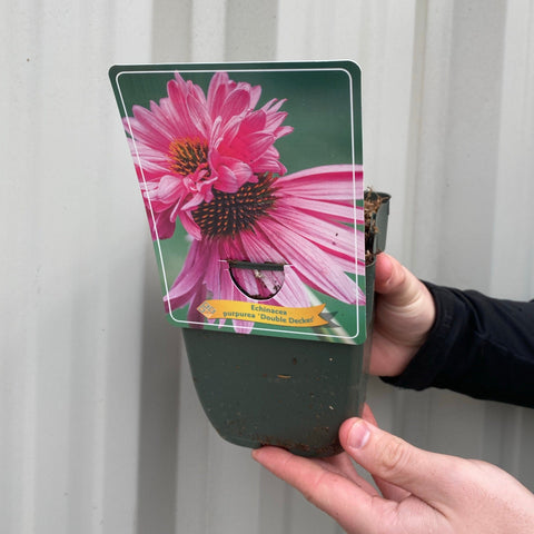 Echinacea purpurea 'Double Decker' 9cm Pot