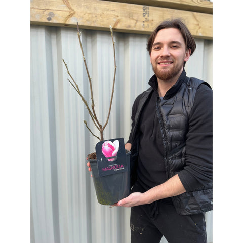 Magnolia denudata 'Nuage Parfumé' 4L