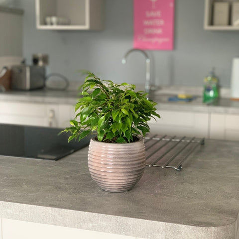 Ficus Benjamina Green Kinky (Weeping Fig) 30cm