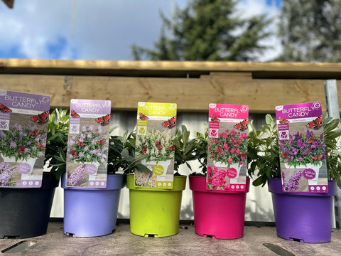 Buddleja Butterfly Candy 'Little Ruby' 9cm/1L/2L/3L