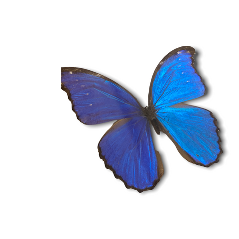 Papillon - grand cadre en bois bleu (111.1)