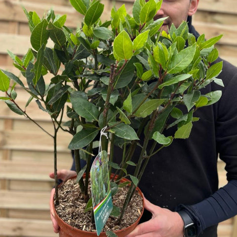 Laurus nobilis (Bay Bush) 3L 70cm