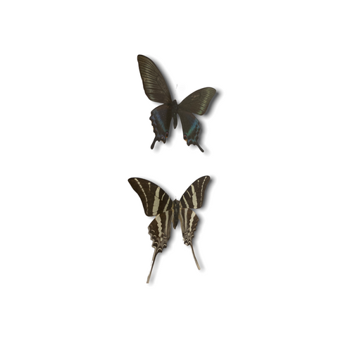 Butterfly - wooden frame (110.3)
