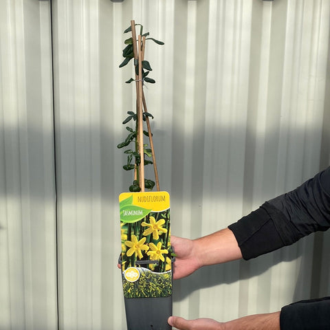 Winter Jasmine | Jasminum nudiflorum | Yellow 2L / 4L