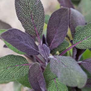 Sauge violette - Plante aromatique à feuilles 16 cm/1,5 L