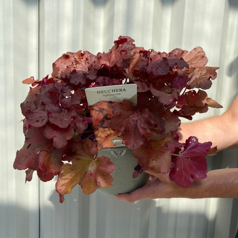 Heuchera 'Marmalade' 2L