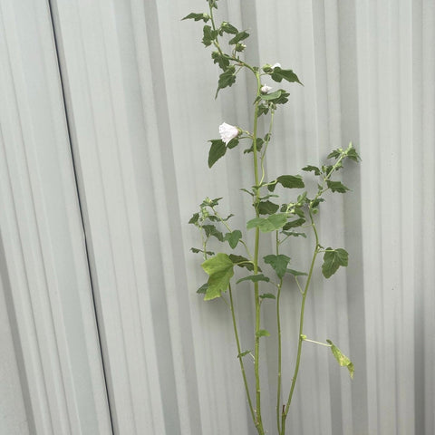 Lavatera 'Blushing Bride' 2L